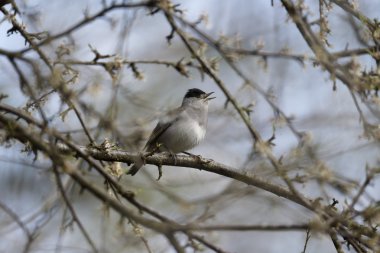 ötleğen sylvia atricapilla,