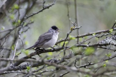 ötleğen sylvia atricapilla,