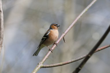 ispinoz, ispinoz coelebs,