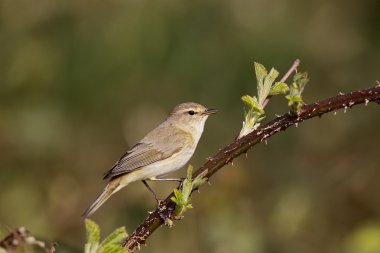 çıvgın, phylloscopus collybita