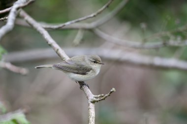 çıvgın, phylloscopus collybita