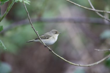 çıvgın, phylloscopus collybita