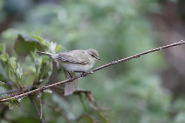 çıvgın, phylloscopus collybita
