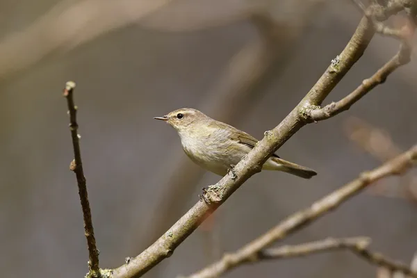 チフチャフ phylloscopus collybita — ストック写真