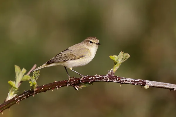 Chiffchaff, Phylloscopus collybita — Stock Photo, Image