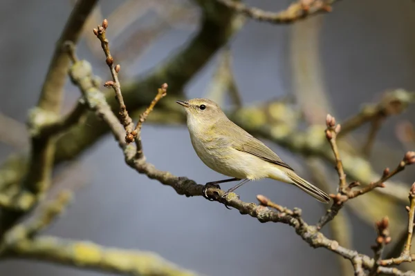 Chiffchaff, Phylloscopus collybita — Stock Photo, Image