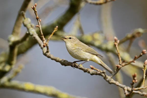 Tjiftjaf, phylloscopus collybita — Stockfoto