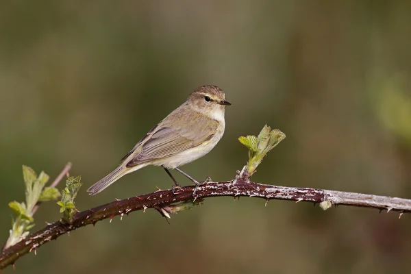 Chiffchaff, phylloscopus collybita — Fotografia de Stock