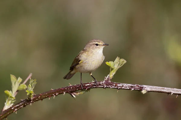 Budníček menší, phylloscopus collybita — Stock fotografie