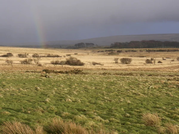 Dartmoor, devon, marca 2014 — Zdjęcie stockowe