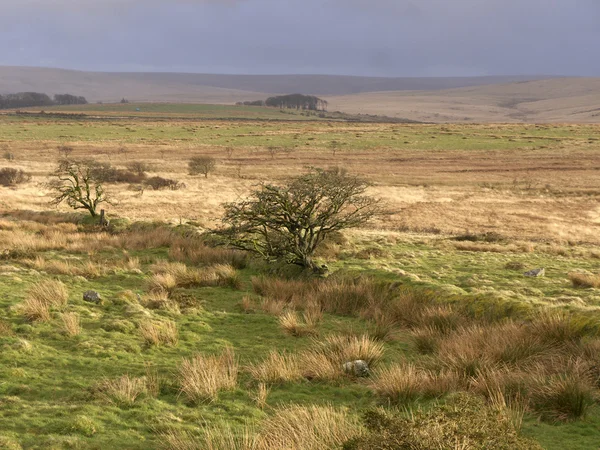 Dartmoor, devon, březen 2014 — Stock fotografie