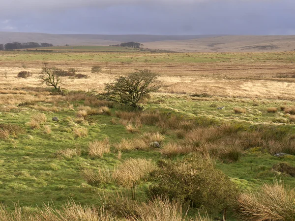 Dartmoor, Devon, marzo de 2014 — Foto de Stock