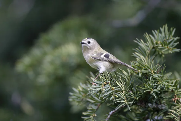 Goldcrest, regulus Regulus — Fotografia de Stock