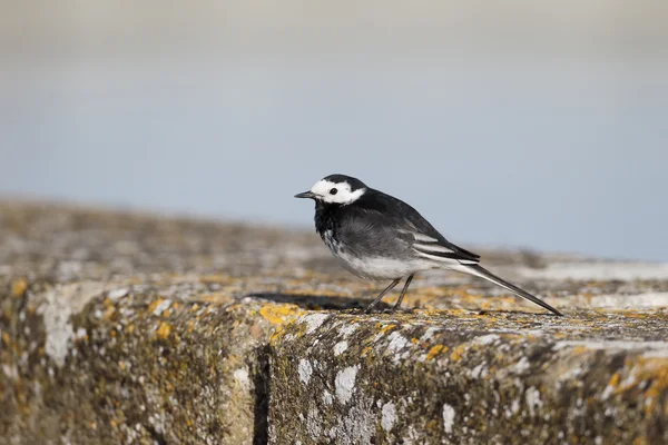 Pied wagtail, Motacilla alba yarrellii, — Stock Photo, Image