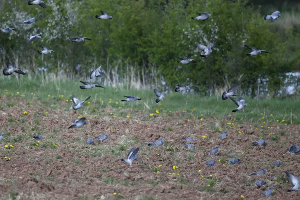 Paloma común, Columba oenas — Foto de Stock