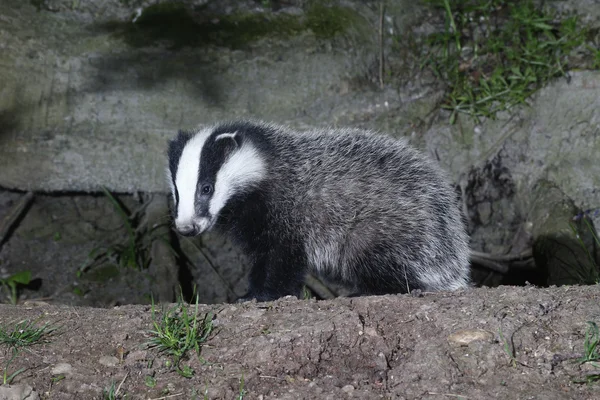 Badger, Meles meles — Stock Photo, Image