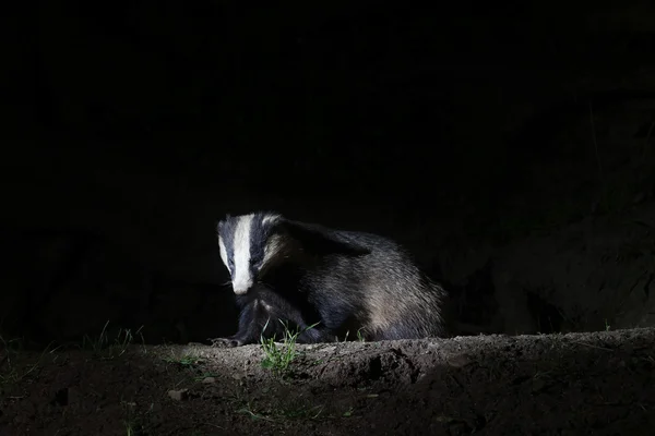 Badger, Meles meles — Stock Photo, Image