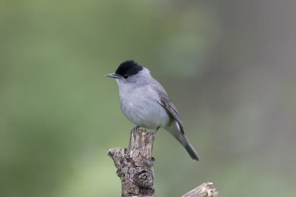 Blackcap, Sylvia atricapilla — Stock Photo, Image