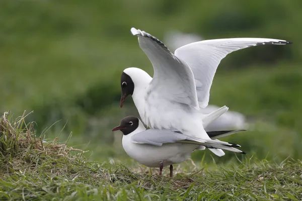 Svarthuvad mås, Larus ridibundus — Stockfoto