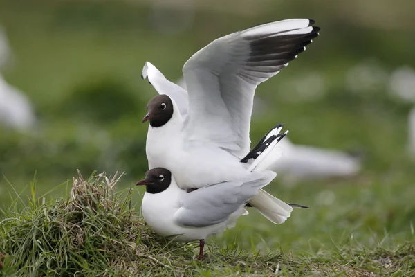 Gaviota de cabeza negra, Larus ridibundus —  Fotos de Stock