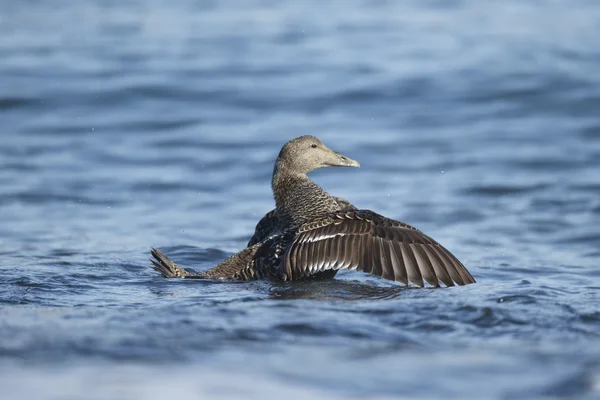 Ejder somateria mollissima — Stockfoto