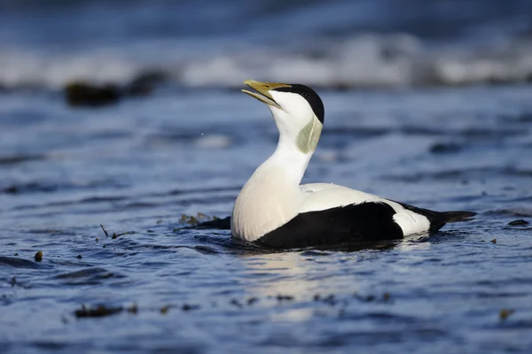 Kaczki Eider, somateria mollissima — Zdjęcie stockowe