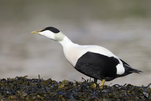 Eider eend, somateria mollissima — Stockfoto