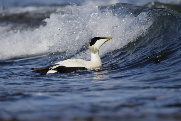 Eider duck, Somateria mollissima — Stock Photo, Image