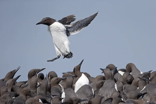 Guillemot, 28 лет, Uria — стоковое фото