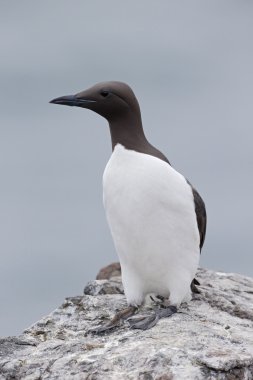 Guillemot, Uria aalge