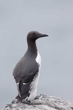 Guillemot, Uria aalge