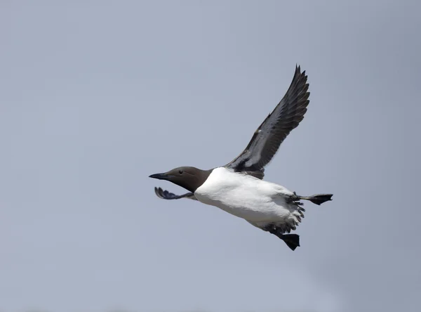 Guillemot, Uria aalge — Stockfoto