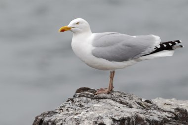 Ringa martı, Larus argentatus