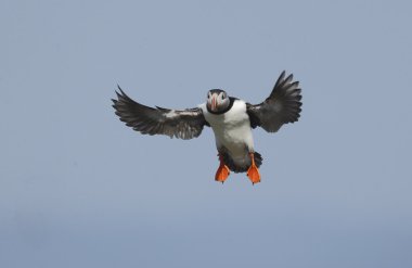 martı, fratercula arctica