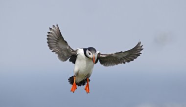 martı, fratercula arctica