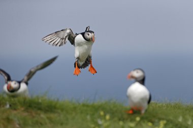 martı, fratercula arctica