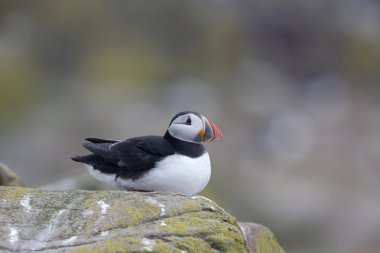 martı, fratercula arctica