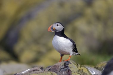 martı, fratercula arctica