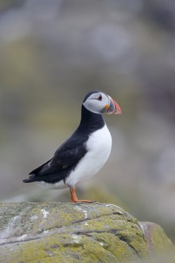 martı, fratercula arctica