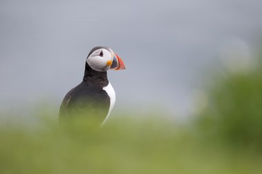 martı, fratercula arctica