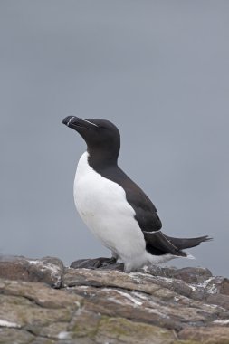 razorbill, edilmiştir torda