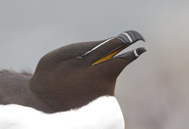 razorbill, edilmiştir torda