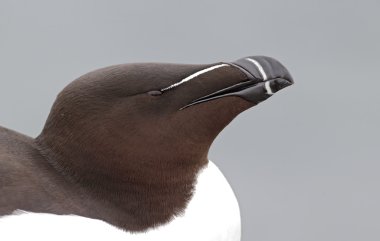 razorbill, edilmiştir torda