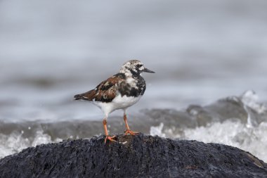 Turnstone, Arenaria interpres