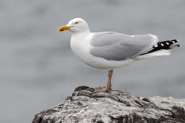 Ringa martı, Larus argentatus — Stok fotoğraf