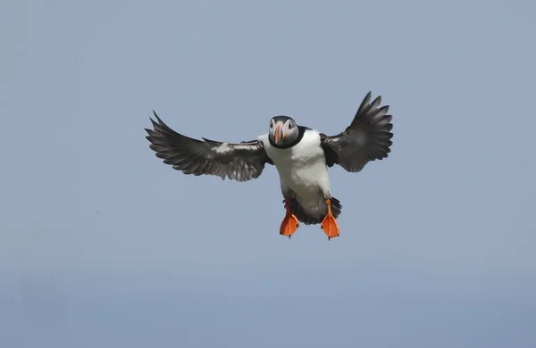 Puffin, Fratercula arctica — Stock fotografie