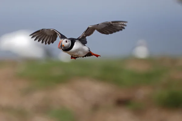 Pulcinella di mare, fratercula arctica — Foto Stock