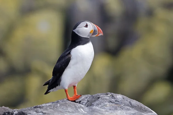 Puffin fratercula arctica — стокове фото