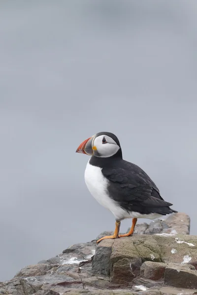 Puffin, Fratercula arctica — Stock Photo, Image