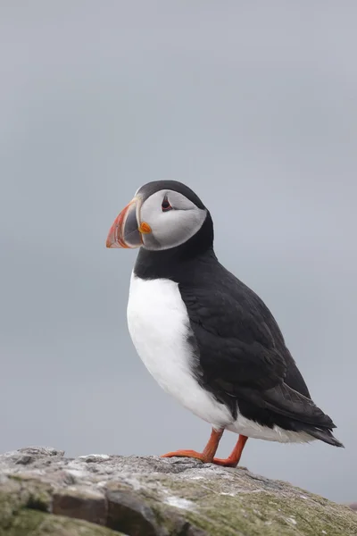 Puffin, Fratercula arctica — Stock Photo, Image